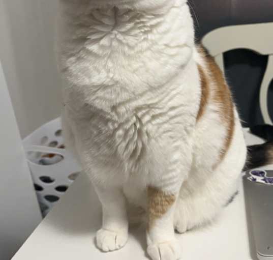 Photo of Luna