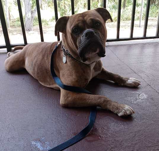 Photo of Diesel