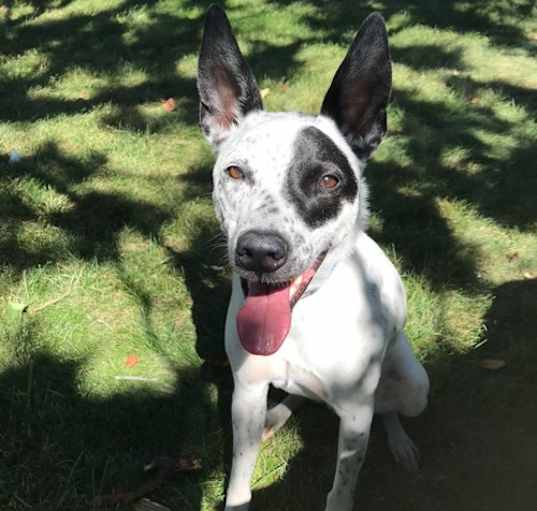 Photo of Remi (a courtesy listing in South Bend IN)