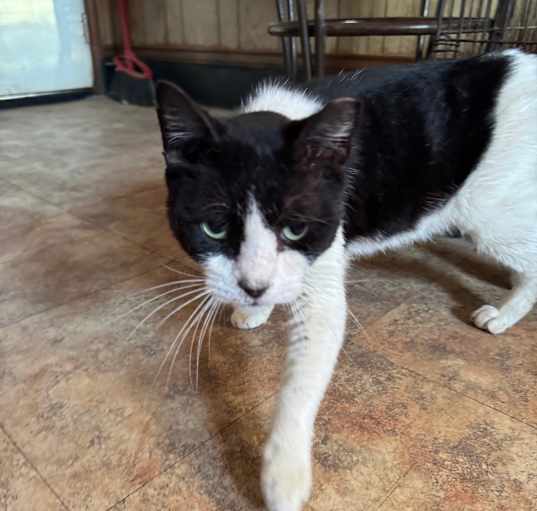 Photo of Oreo