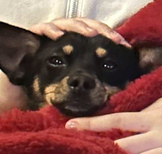 Photo of Yoda (affectionately called Tripod)