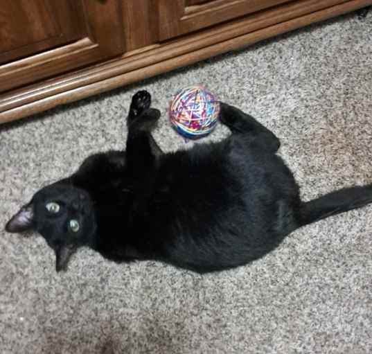 Photo of Shadow