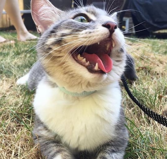 Photo of Blue