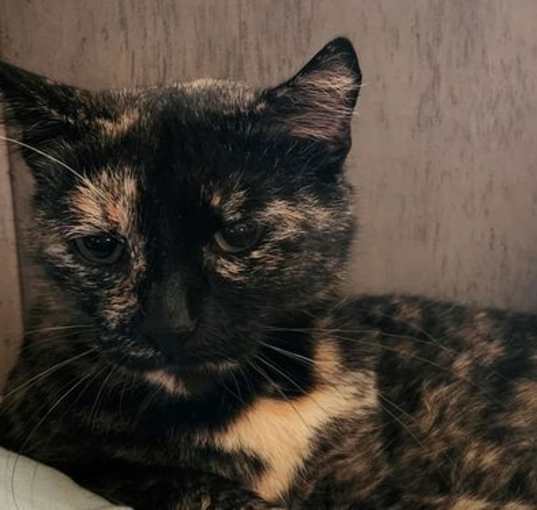 Photo of Snickers