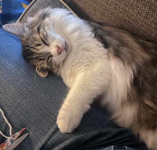 Photo of Finn