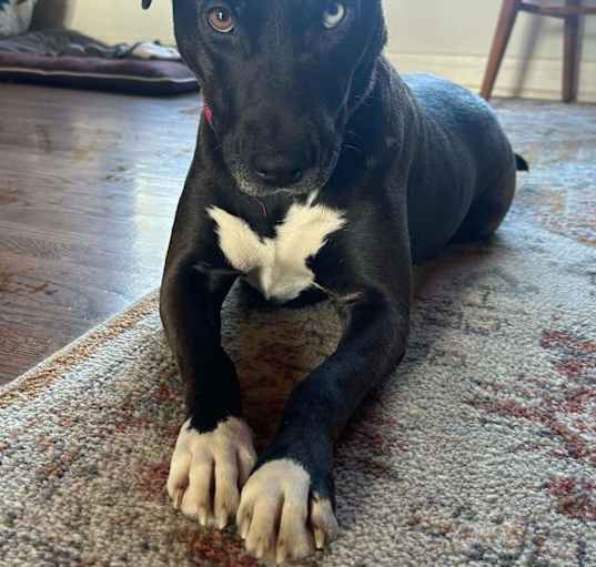Photo of Indigo