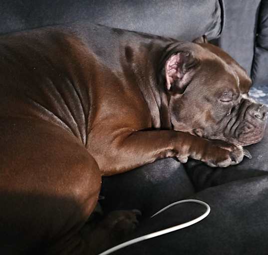 Photo of Onyx
