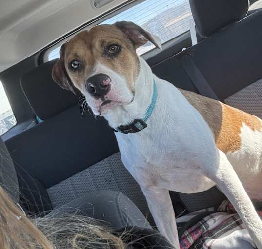 Photo of Buddy