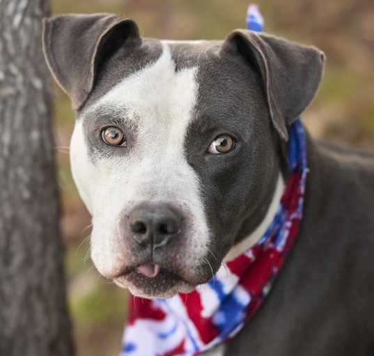 Photo of BUCKY
