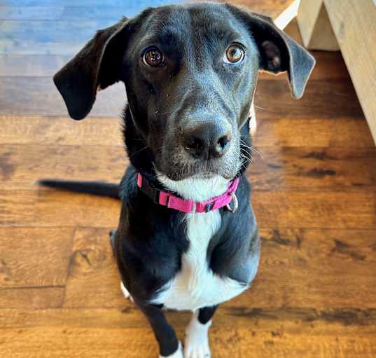 Photo of Lucy