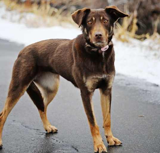 Photo of Dochi