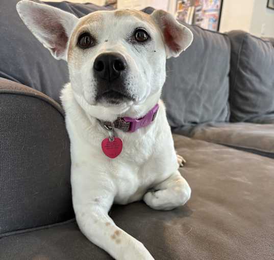 Photo of Nova
