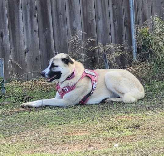 Photo of BELLA