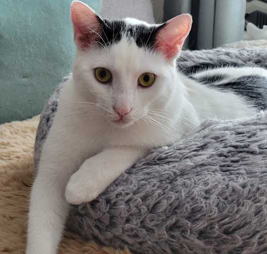 Photo of Thumper