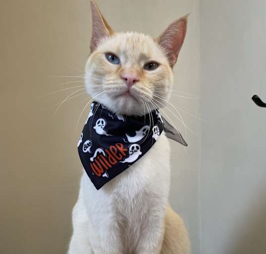 Photo of Wilder