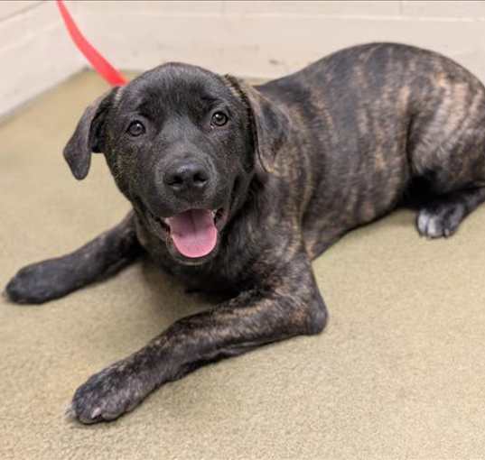 Photo of URGENT! SHELTER IS FULL