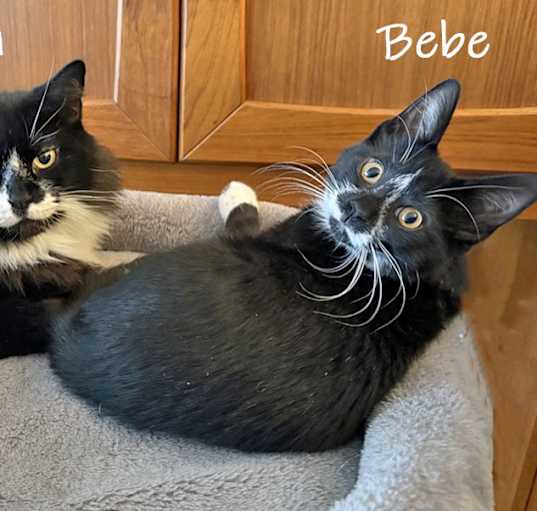 Photo of Tina and Bebe
