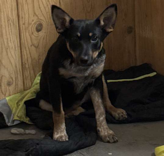 Photo of Violet
