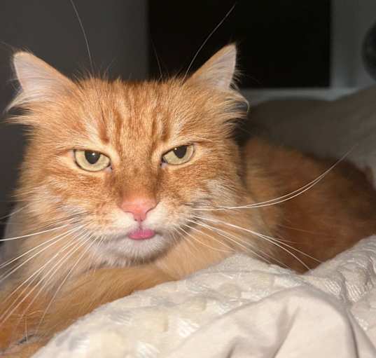 Photo of Cleo
