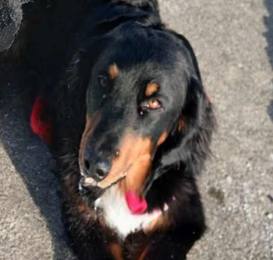 Photo of Lady