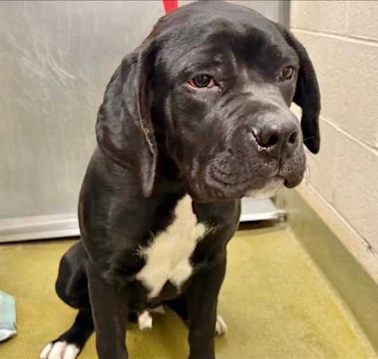 Photo of URGENT! SHELTER IS FULL