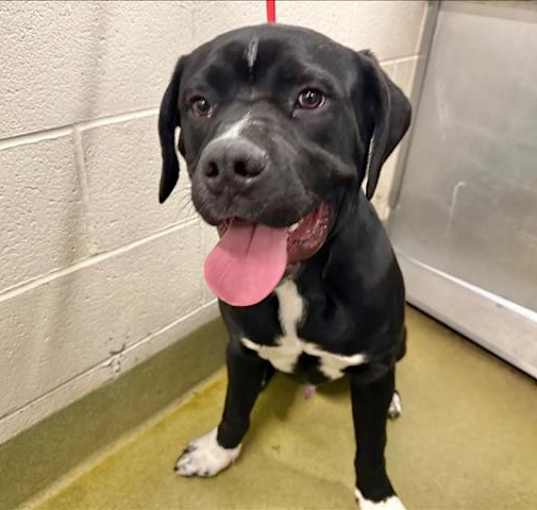 Photo of URGENT! SHELTER IS FULL