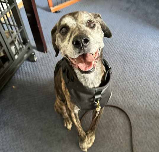 Photo of Atticus