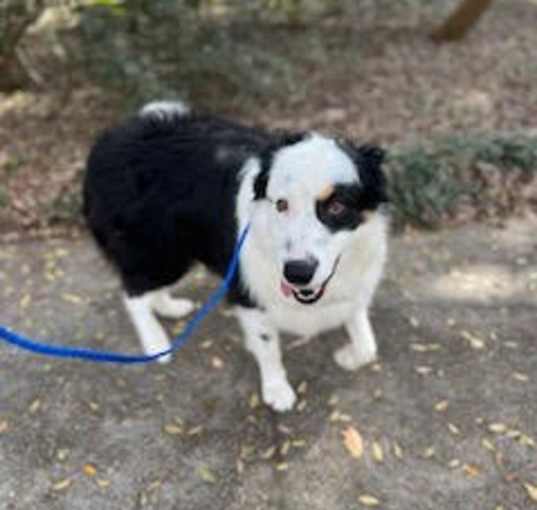 Photo of Casper
