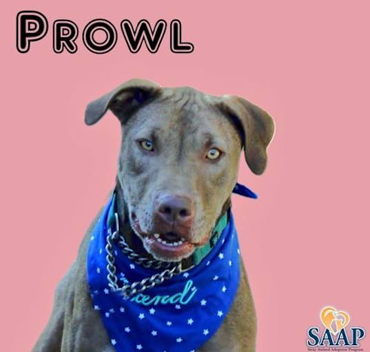 Photo of Prowl