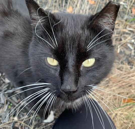 Photo of Tux