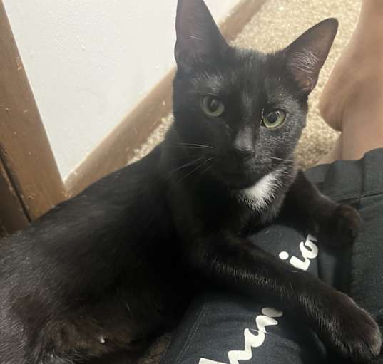 Photo of Skittish