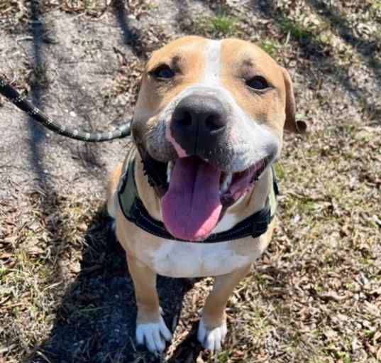 Photo of Brownie