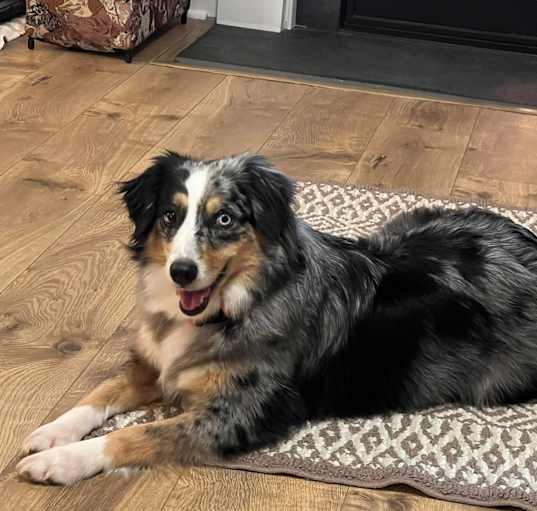 Photo of Millie
