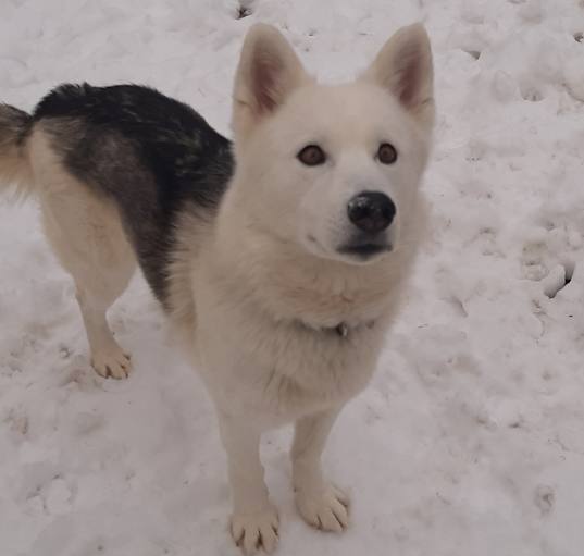 Photo of Spark