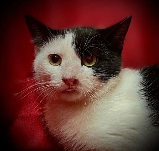 Photo of Toby