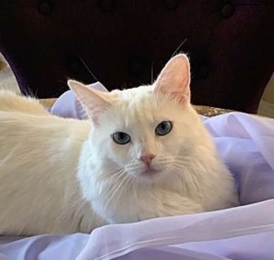 Photo of Jane (Bonded pair with Lizzie)