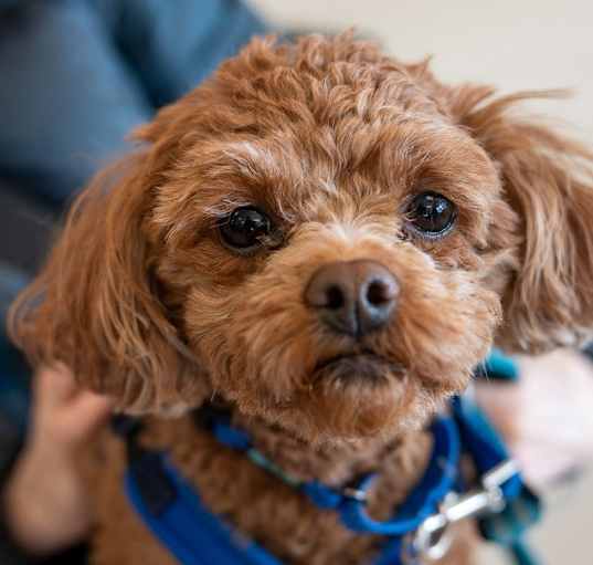 Photo of Copper