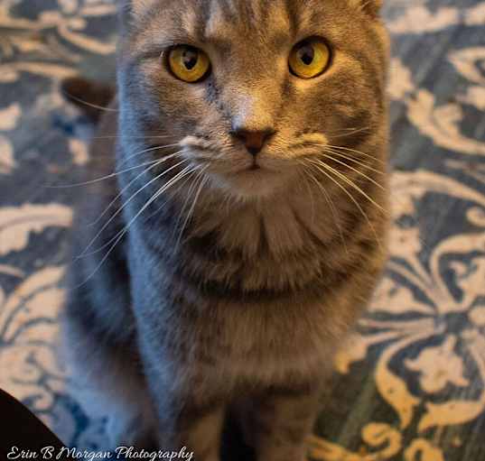 Photo of Oakley
