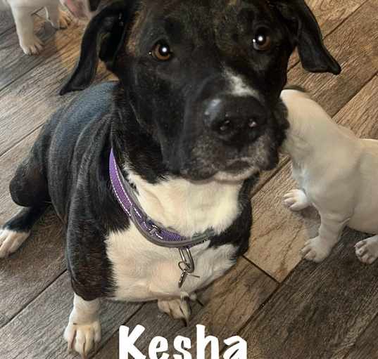 Photo of Kesha