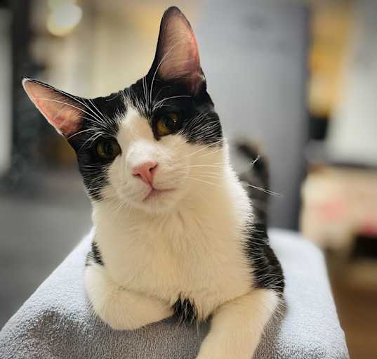 Photo of Cassius