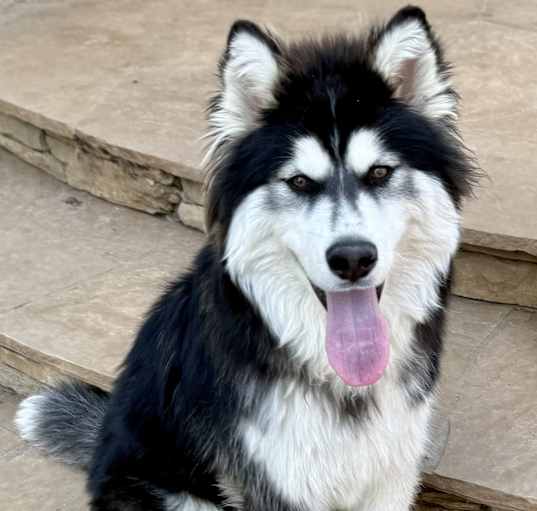 Photo of Kodiak