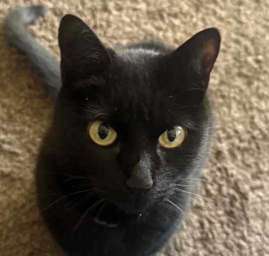 Photo of Sapphire