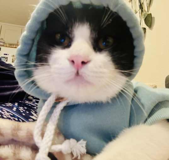 Photo of Baloo