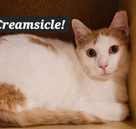 Photo of Creamsicle