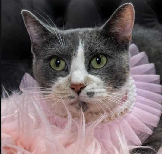 Photo of Paprika