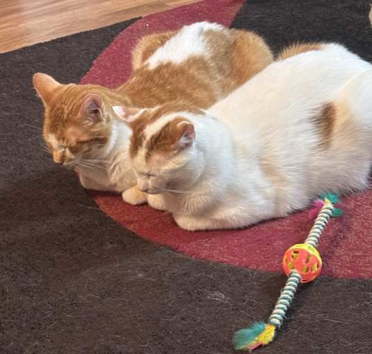 Photo of Lenny & Squiggy
