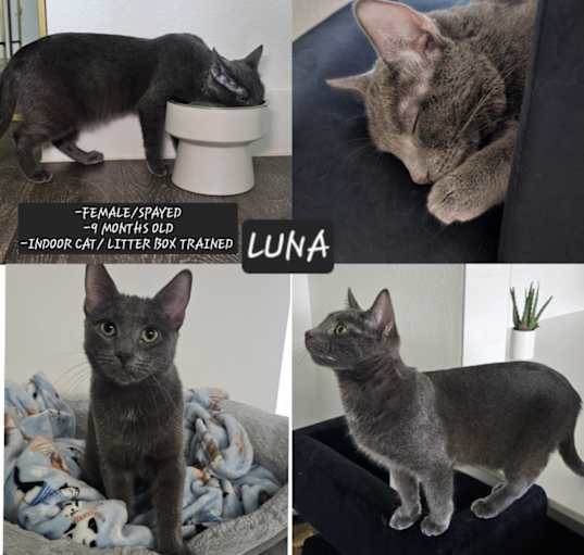 Photo of LUNA