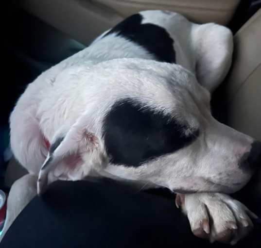 Photo of Oreo