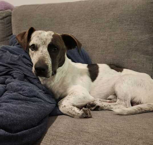 Photo of Wishbone