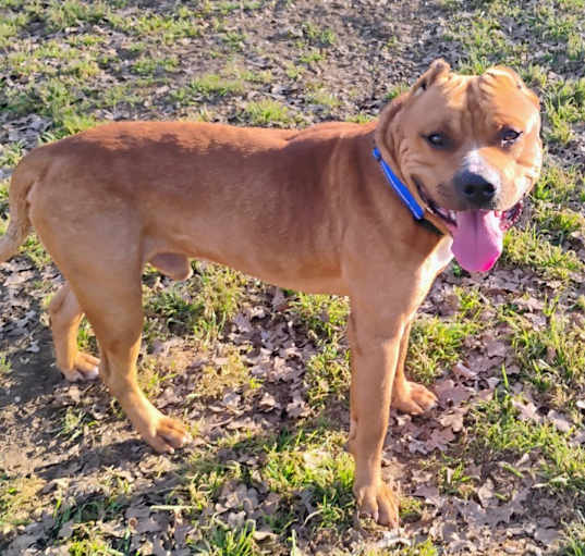 Photo of BRUTUS